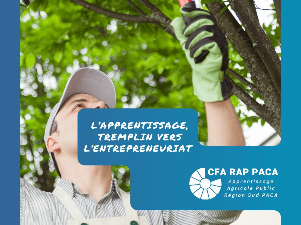 L’apprentissage, tremplin vers l’entrepreneuriat ?