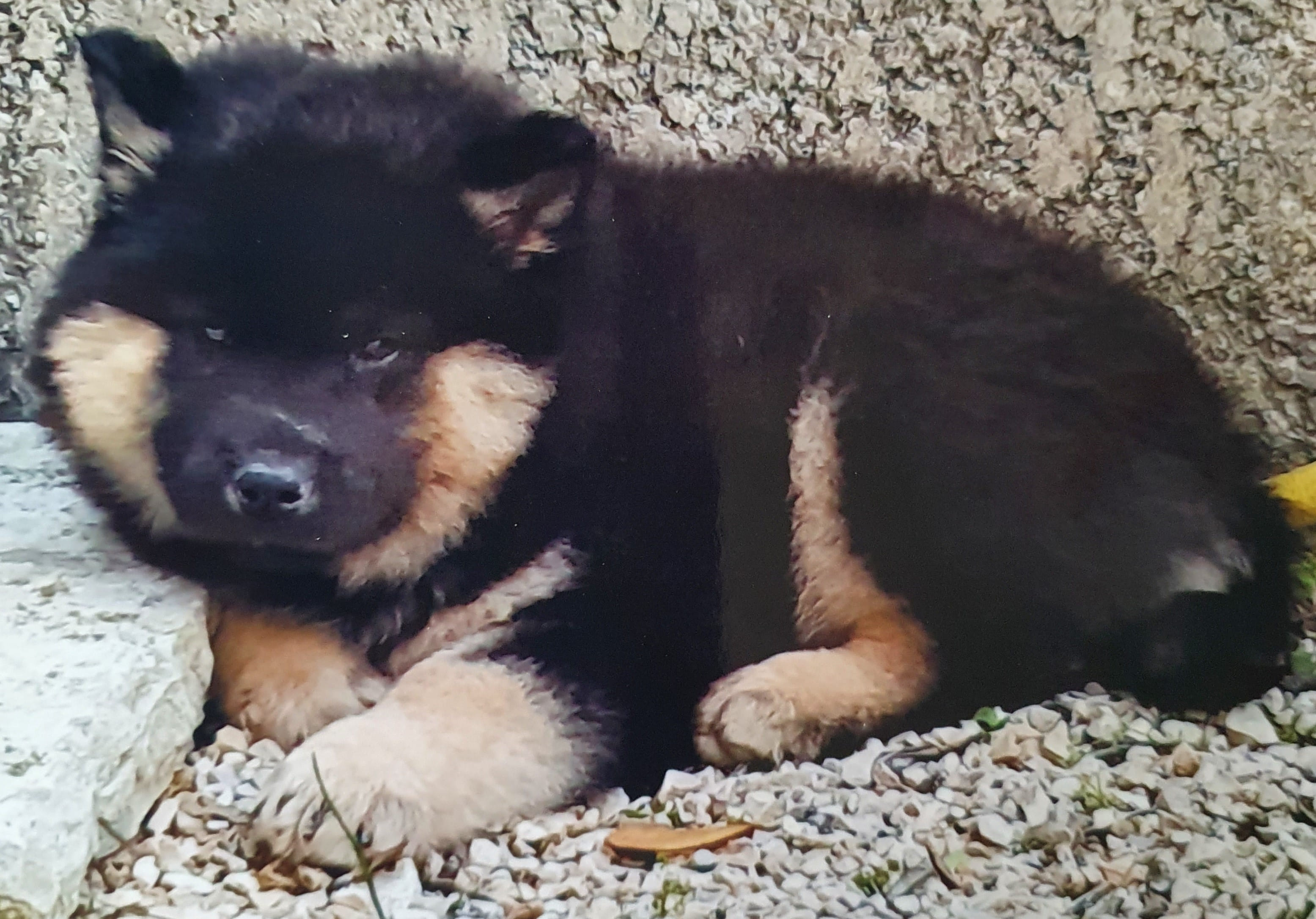 Dans le regard d’un chien médiateur