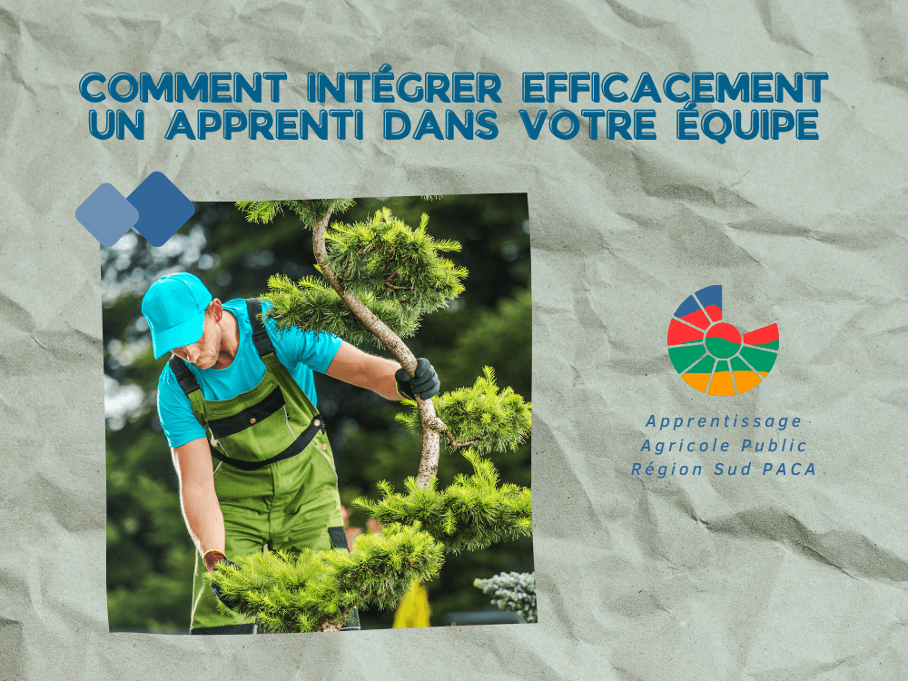 Comment intégrer efficacement un apprenti dans votre équipe